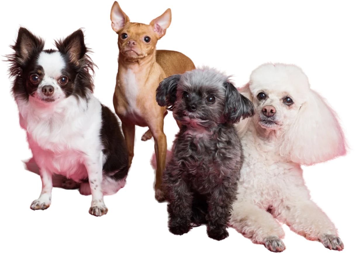 Grupo de perros, la familia